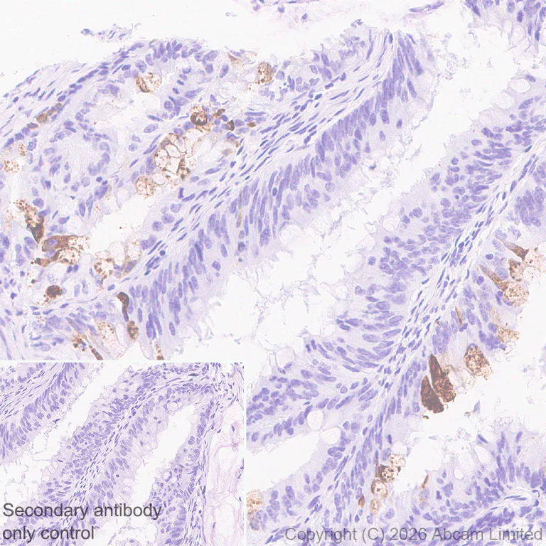 Immunohistochemistry (Formalin/PFA-fixed paraffin-embedded sections) - Anti-Wnt3 antibody [EPR29462-511] (AB325601)