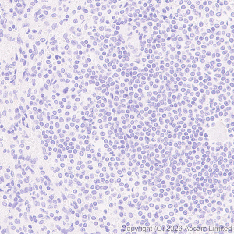 Immunohistochemistry (Formalin/PFA-fixed paraffin-embedded sections) - Anti-Wnt3 antibody [EPR29462-511] (AB325601)