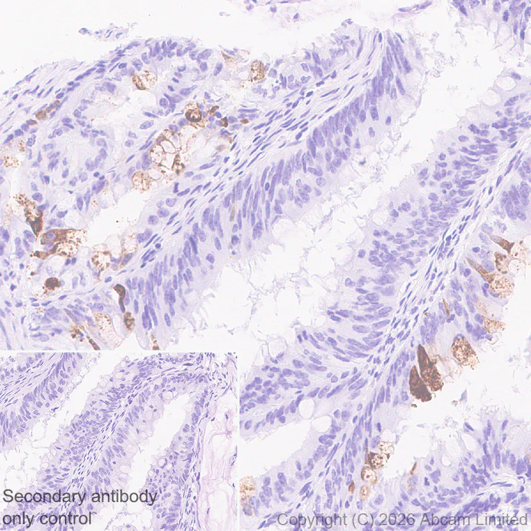 Immunohistochemistry (Formalin/PFA-fixed paraffin-embedded sections) - Anti-Wnt3 antibody [EPR29462-511] - BSA and Azide free (AB328049)