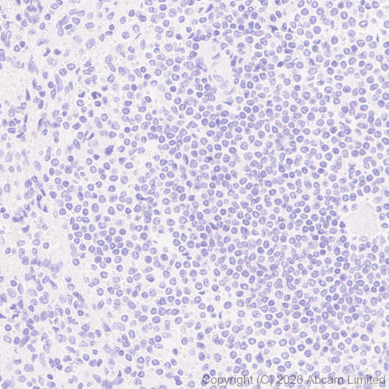 Immunohistochemistry (Formalin/PFA-fixed paraffin-embedded sections) - Anti-Wnt3 antibody [EPR29462-511] - BSA and Azide free (AB328049)
