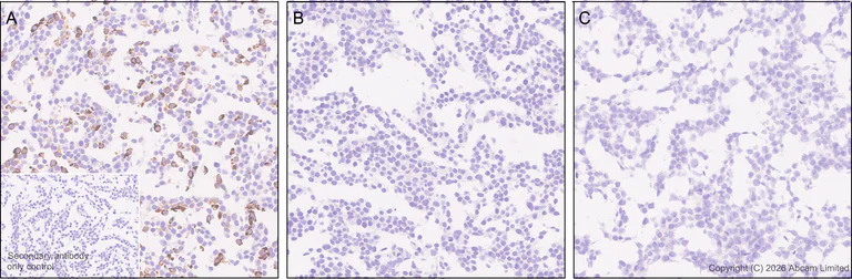 Immunohistochemistry (Formalin/PFA-fixed paraffin-embedded sections) - Anti-Wnt3 antibody [EPR29462-511] - BSA and Azide free (AB328049)