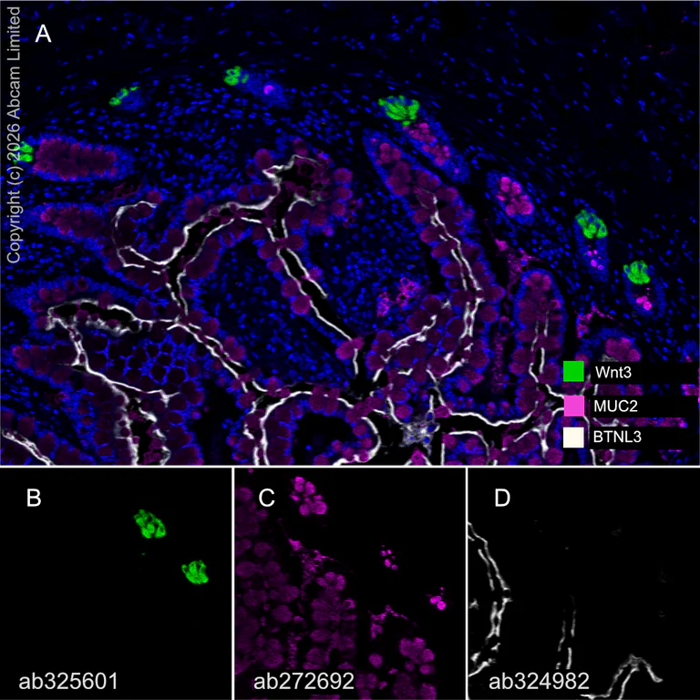 Multiplex immunohistochemistry - Anti-Wnt3 antibody [EPR29462-511] - BSA and Azide free (AB328049)