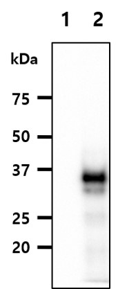 Western blot - Anti-Wnt3a antibody [3A6] (AB81614), expandable thumbnail