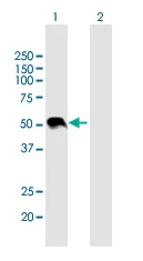 Western blot - Anti-Wnt3a antibody (AB169175)