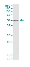 Western blot - Anti-Wnt3a antibody (AB169175)