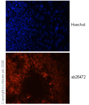 Immunocytochemistry/ Immunofluorescence - Anti-Wnt3a antibody (AB28472), expandable thumbnail