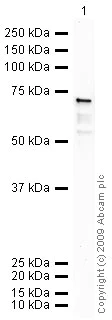 Western blot - Anti-Wnt3a antibody (AB28472)