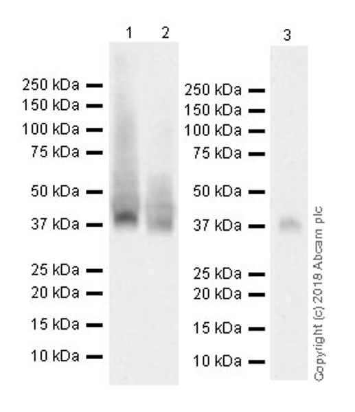 Western blot - Anti-Wnt3a antibody [EPR21889] (AB219412), expandable thumbnail