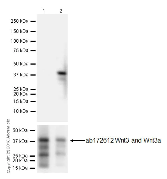 Western blot - Anti-Wnt3a antibody [EPR21889] (AB219412)