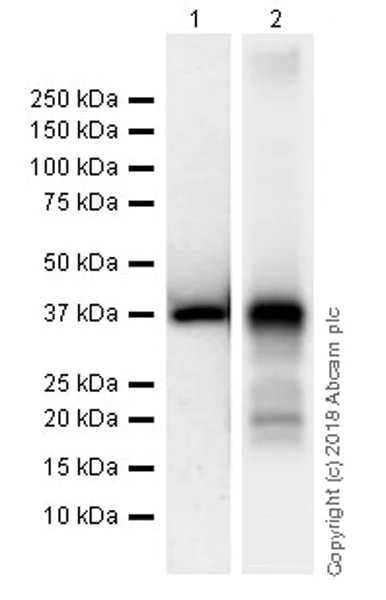 Western blot - Anti-Wnt3a antibody [EPR21889] (AB219412)
