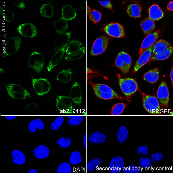 Immunocytochemistry/ Immunofluorescence - Anti-Wnt3a antibody [EPR21889] - BSA and Azide free (AB234099), expandable thumbnail