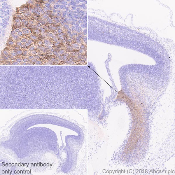 Immunohistochemistry (Formalin/PFA-fixed paraffin-embedded sections) - Anti-Wnt3a antibody [EPR21889] - BSA and Azide free (AB234099), expandable thumbnail