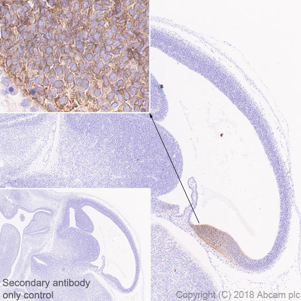 Immunohistochemistry (Formalin/PFA-fixed paraffin-embedded sections) - Anti-Wnt3a antibody [EPR21889] - BSA and Azide free (AB234099), expandable thumbnail