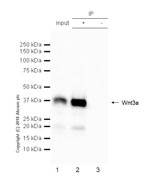 Immunoprecipitation - Anti-Wnt3a antibody [EPR21889] - BSA and Azide free (AB234099), expandable thumbnail