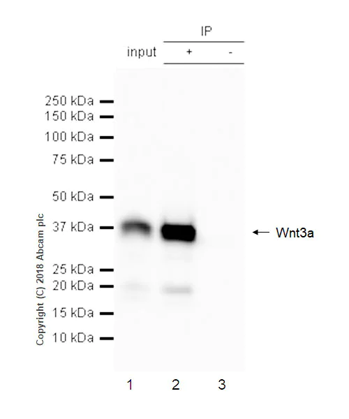 Immunoprecipitation - Anti-Wnt3a antibody [EPR21889] - BSA and Azide free (AB234099)