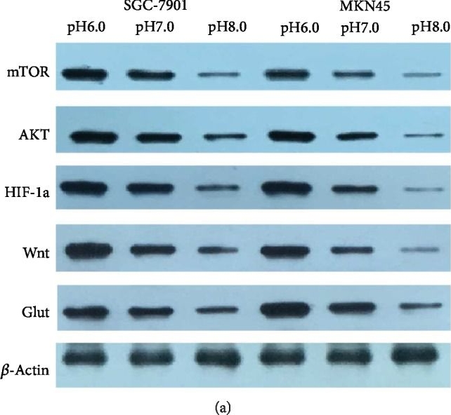 Western blot - Anti-Wnt3a antibody [EPR21889] - BSA and Azide free (ab234099), expandable thumbnail