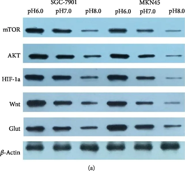 Western blot - Anti-Wnt3a antibody [EPR21889] - BSA and Azide free (AB234099)