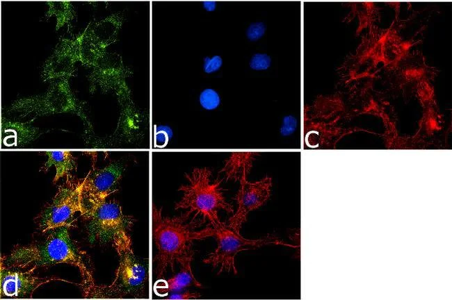 Immunocytochemistry/ Immunofluorescence - Anti-Wnt4 antibody [9HCLC] (AB277798)