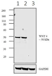 Western blot - Anti-Wnt4 antibody [9HCLC] (AB277798)