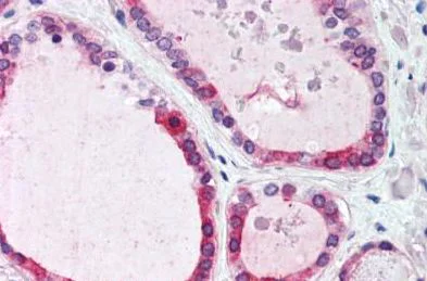 Immunohistochemistry (Formalin/PFA-fixed paraffin-embedded sections) - Anti-Wnt4 antibody (AB150596)