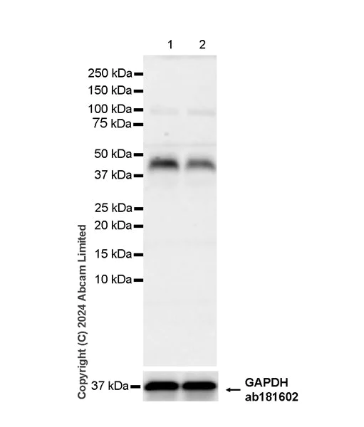 Western blot - Anti-Wnt4 antibody [EPR25073-14] - BSA and Azide free (AB324816)