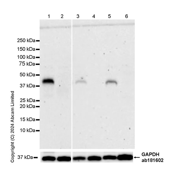 Western blot - Anti-Wnt4 antibody [EPR25073-14] - BSA and Azide free (AB324816)