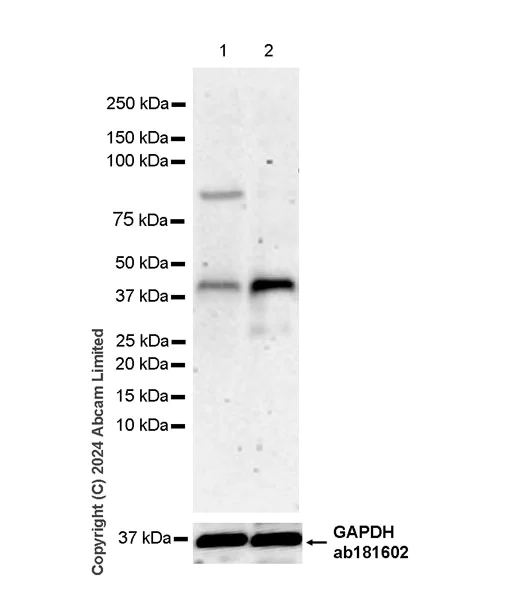 Western blot - Anti-Wnt4 antibody [EPR25073-14] - BSA and Azide free (AB324816)