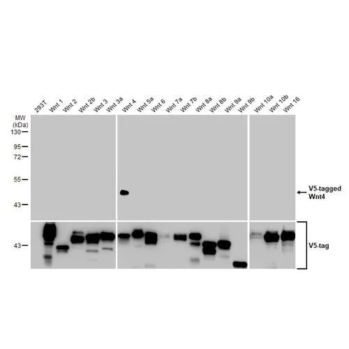 Western blot - Anti-Wnt4 antibody [HL1889] (AB317117)