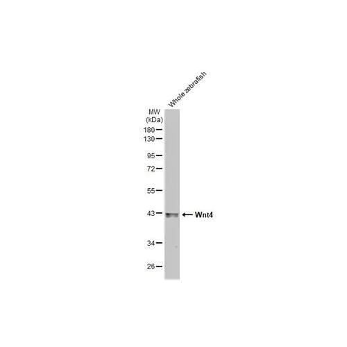 Western blot - Anti-Wnt4 antibody [HL1889] (AB317117)