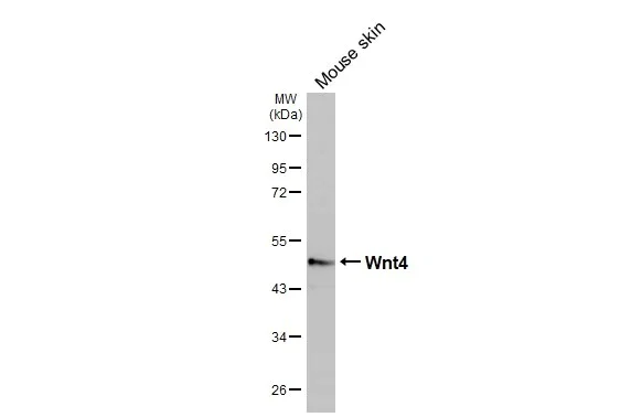 Western blot - Anti-Wnt4 antibody [HL1889] (AB317117)