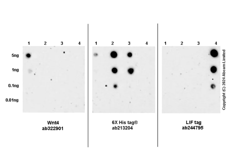 Dot Blot - Anti-Wnt4 antibody[EPR25073-14] (AB322901)