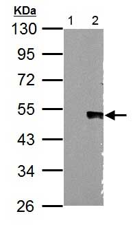 Western blot - Anti-Wnt5a antibody (AB153876), expandable thumbnail