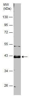 Western blot - Anti-Wnt5a antibody (AB227229), expandable thumbnail