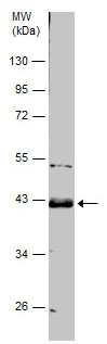 Western blot - Anti-Wnt5a antibody (AB227229)