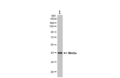 Western blot - Anti-Wnt5a antibody (AB227229)