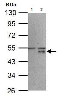 Western blot - Anti-Wnt5a antibody (AB227229), expandable thumbnail