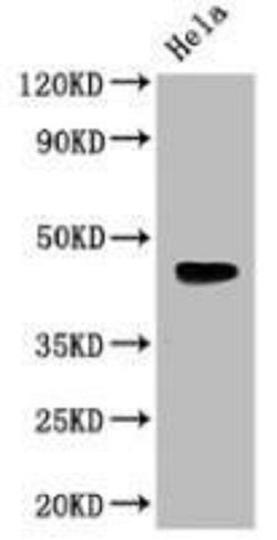 Western blot - Anti-Wnt5a antibody (AB235966), expandable thumbnail