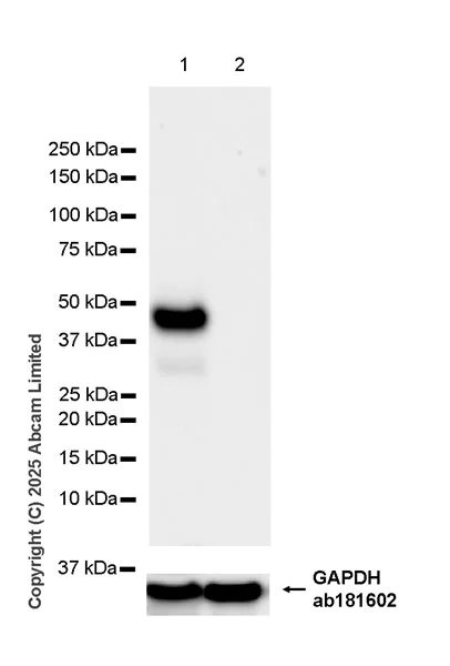 Western blot - Anti-Wnt5a antibody [EPR29464-509] (AB325532)