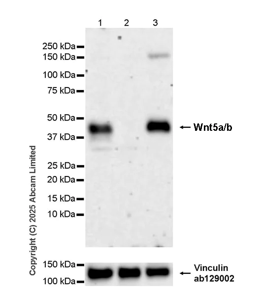 Western blot - Anti-Wnt5a/b antibody [EPR29464-527] (AB325179)