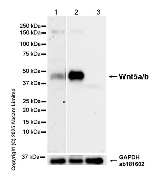 Western blot - Anti-Wnt5a/b antibody [EPR29464-527] (AB325179)