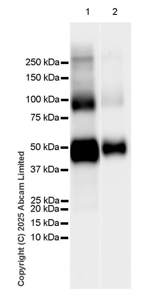 Western blot - Anti-Wnt5a/b antibody [EPR29464-527] (AB325179)