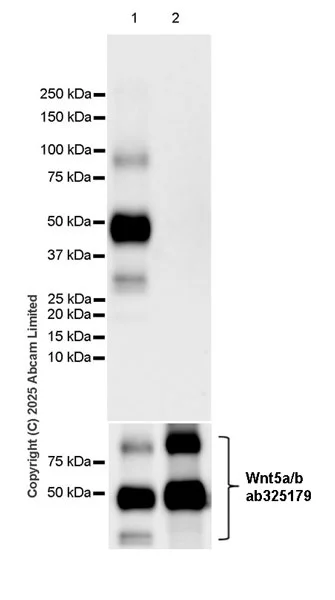 Western blot - Anti-Wnt5a/b antibody [EPR29464-527] (AB325179)