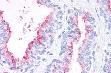 Immunohistochemistry (Formalin/PFA-fixed paraffin-embedded sections) - Anti-Wnt5b antibody (AB150602)