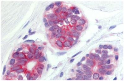 Immunohistochemistry (Formalin/PFA-fixed paraffin-embedded sections) - Anti-Wnt6 antibody (AB150588)