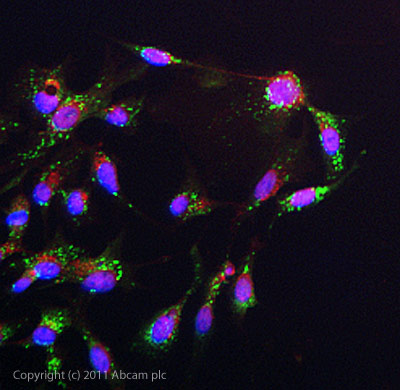 Immunocytochemistry/ Immunofluorescence - Anti-Wnt6 antibody (AB50030), expandable thumbnail