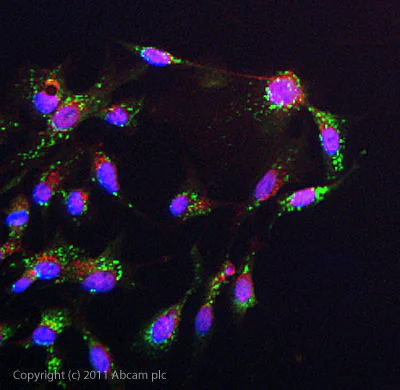 Immunocytochemistry/ Immunofluorescence - Anti-Wnt6 antibody (AB50030)