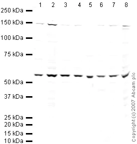 Western blot - Anti-Wnt6 antibody (AB50030)