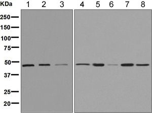 Western blot - Anti-Wnt6 antibody [EPR9244] (AB154144), expandable thumbnail