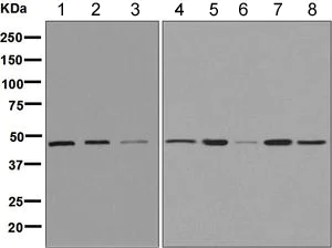 Western blot - Anti-Wnt6 antibody [EPR9244] (AB154144)