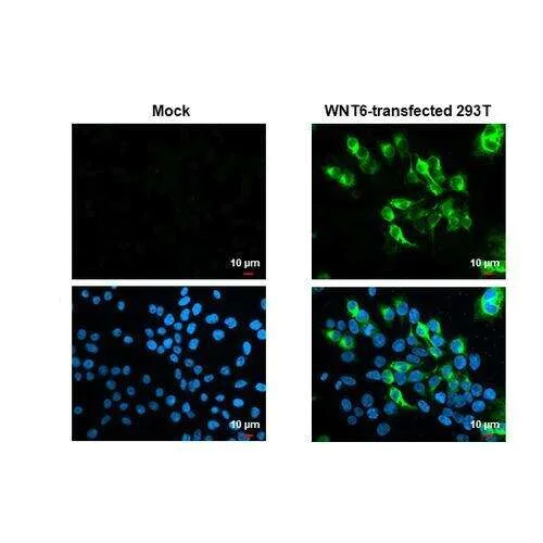Immunocytochemistry/ Immunofluorescence - Anti-Wnt6 antibody [HL1568] (AB317091)